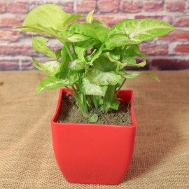 Designer Rakhi With Air Purifying Plant