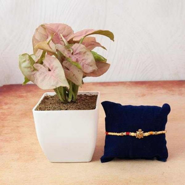 Designer Pearls and Tortoise Rakhi with plant