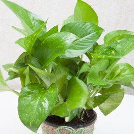 Gift Money Plant for Prosperity