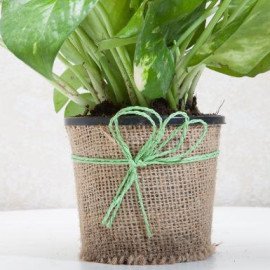 Gift Money Plant for Prosperity