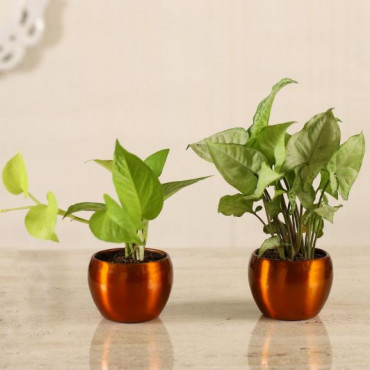 Golden Money Plant & Potted Syngonium Combo