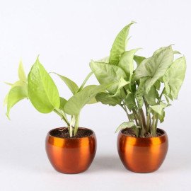Golden Money Plant & Potted Syngonium Combo
