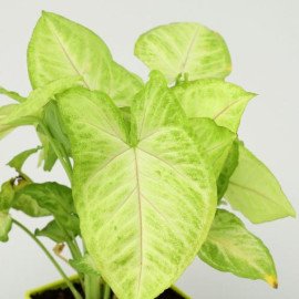 Golden Money Plant & Potted Syngonium Combo