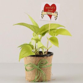 Golden Best Plant for Everyone