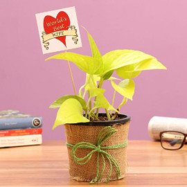 Golden Best Plant for Everyone