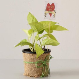 Golden Best Plant for Everyone