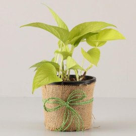 Golden Best Plant for Everyone