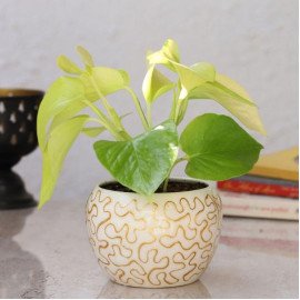 Golden Money Plant In Enamel Embroidery Metal Pot