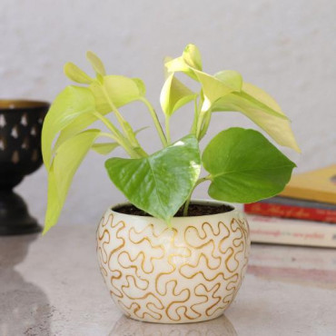 Golden Money Plant In Enamel Embroidery Metal Pot