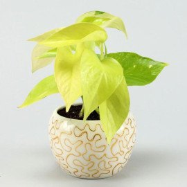 Golden Money Plant In Enamel Embroidery Metal Pot