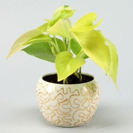 Golden Money Plant In Enamel Embroidery Metal Pot