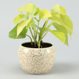 Golden Money Plant In Enamel Embroidery Metal Pot