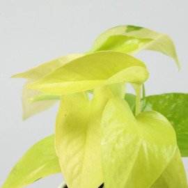 Golden Money Plant In Enamel Embroidery Metal Pot
