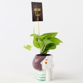 Golden Money Plant In Resin Pot For Sister