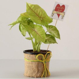 Golden Syngonium Plant For Husband
