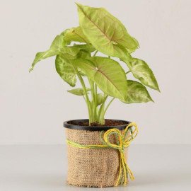 Golden Syngonium Plant For Husband