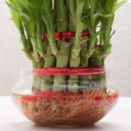 Good Luck Three Layer Bamboo Plant