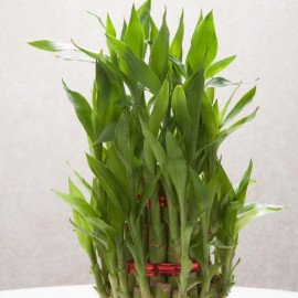 Good Luck Three Layer Bamboo Plant