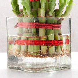 Good Luck Two Layer Bamboo Plant