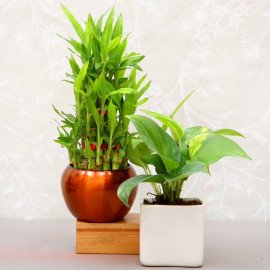 Good Luck Plant Rakhi Combo