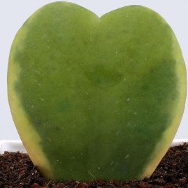 Gorgeous Love Plant