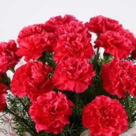 Graceful Love 18 Dark Pink Carnations Bouquet
