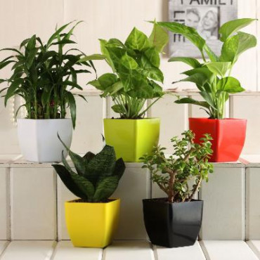 Grand 5 Green House Plant Set