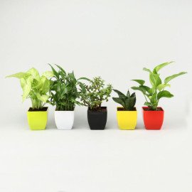 Grand 5 Green House Plant Set
