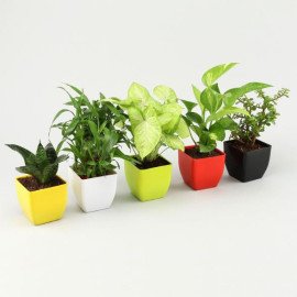 Grand 5 Green House Plant Set