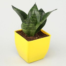 Grand 5 Green House Plant Set
