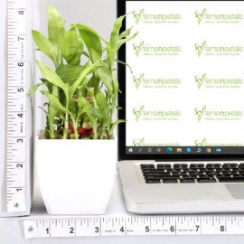 Grand 5 House Plant Set