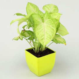 Grand 5 House Plant Set