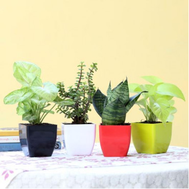 Green House Plants Combo