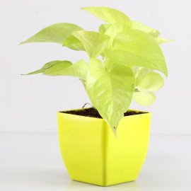 Green House Plants Combo