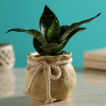 Green Sansevieria Plant In Mataki Pot