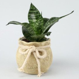 Green Sansevieria Plant In Mataki Pot