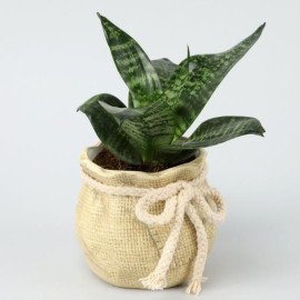 Green Sansevieria Plant In Mataki Pot