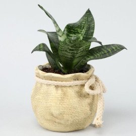 Green Sansevieria Plant In Mataki Pot