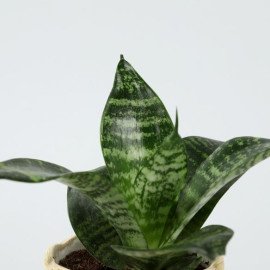 Green Sansevieria Plant In Mataki Pot