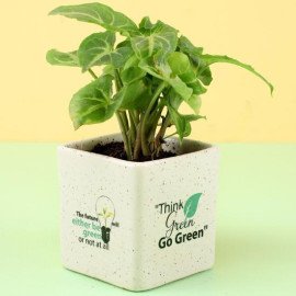 Green Syngonium Plant in Ceramic Pot