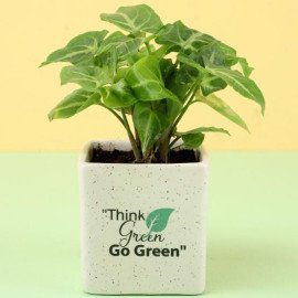 Green Syngonium Plant in Ceramic Pot