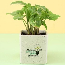 Green Syngonium Plant in Ceramic Pot