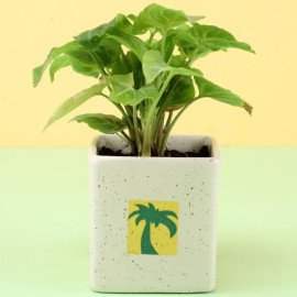 Green Syngonium Plant in Ceramic Pot