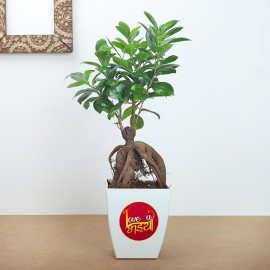 Green Rakhi With Ficus Micro Carpa Bonsai Plant N Chocolate Box