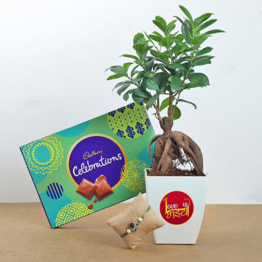 Green Rakhi With Ficus Micro Carpa Bonsai Plant N Chocolate Box