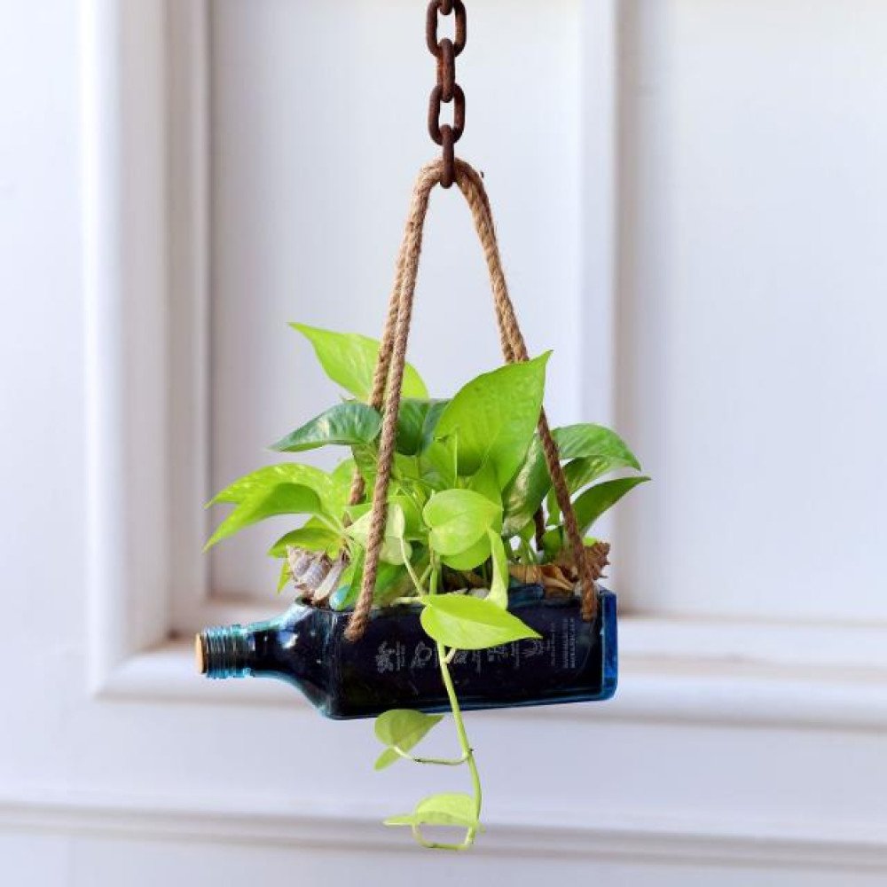 Hanging Golden Money Plant Bombay Sapphire Bottle Planter