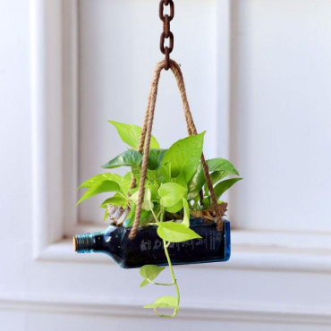 Hanging Golden Money Plant Bombay Sapphire Bottle Planter