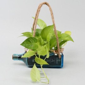 Hanging Golden Money Plant Bombay Sapphire Bottle Planter