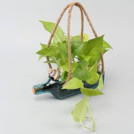 Hanging Golden Money Plant Bombay Sapphire Bottle Planter