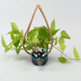 Hanging Golden Money Plant Bombay Sapphire Bottle Planter